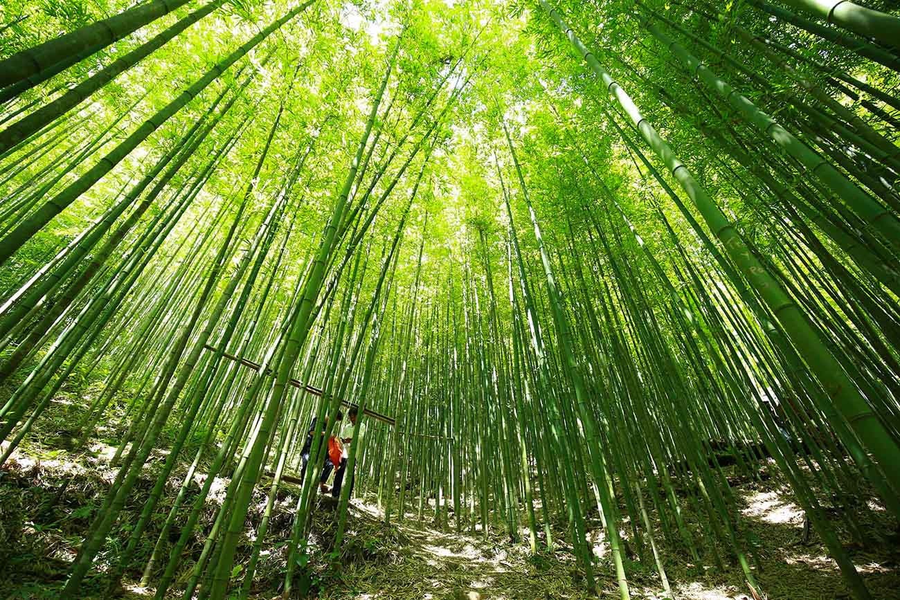 Rừng trúc Nả Háng Tủa