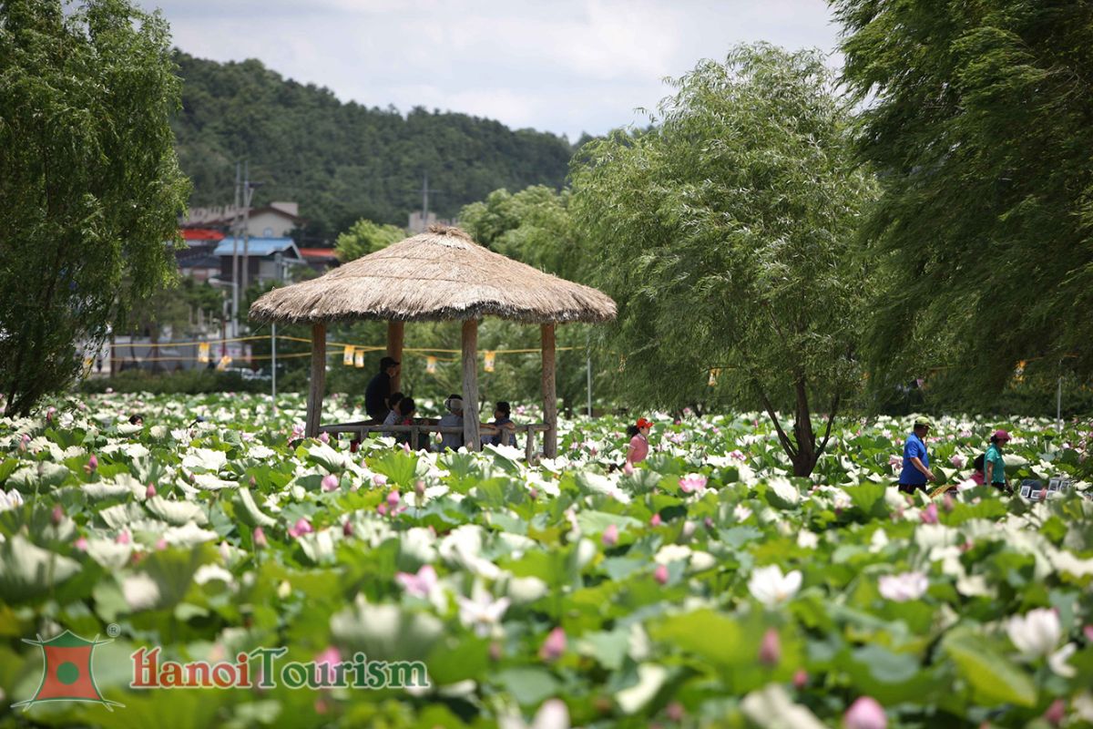 Lễ hội hoa sen Buyeo - Hàn Quốc